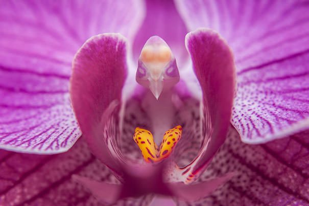 ارکیده‌ی پروانه‌ای یا ارکیده‌ی سر پرنده (Phalaenopsis)