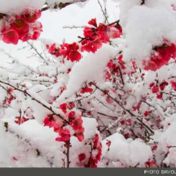باز شدن زود هنگام شکوفه های درختان در زمستان