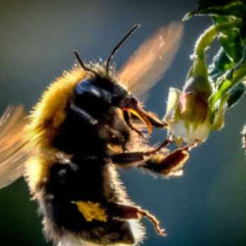  جدیدترین فناوری قابل استفاده در سیستم‌های مسیریابی هوش مصنوعی زنبور عسل 