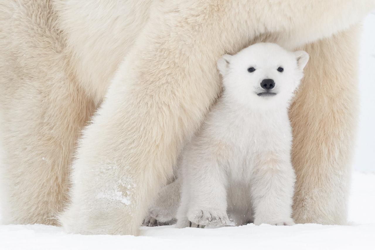 چرا خرس‌های قطبی در جنوبگان وجود ندارند؟