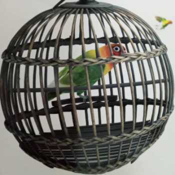 پرنده های در قفس