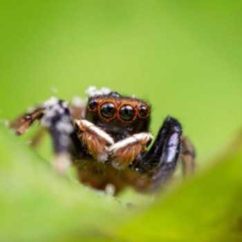 چند تا عجیب ترین عنکبوت های دنیا
