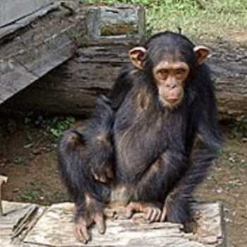 شانپانزه