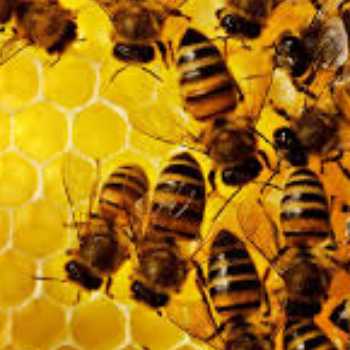زنبور عسل های درون یک کندو