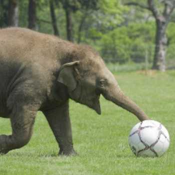 ورزش با استاد فیل