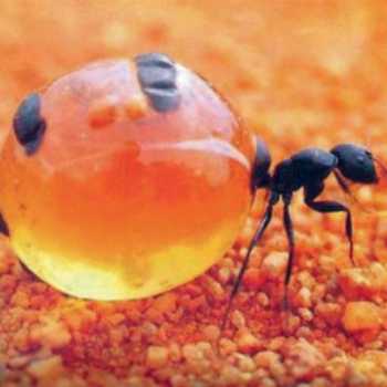 مورچه عسل!