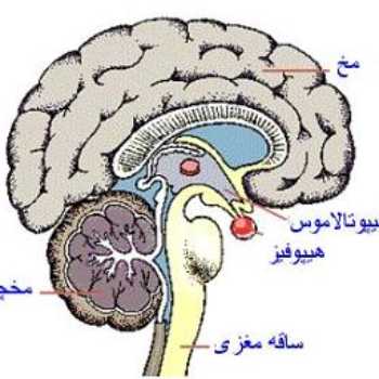 آیا می‌دونی مهمترین بخش مغز چیه؟
