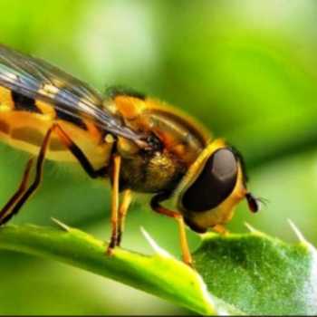 بیماریهای زنبور عسل