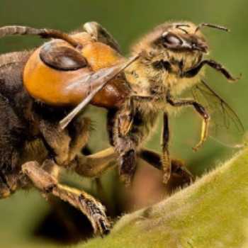 پرورش زنبور عسل و زنبورداری