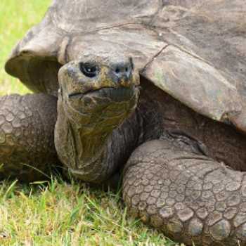 جاناتان ۱۹۰ ساله پیرترین لاک‌پشت جهان است