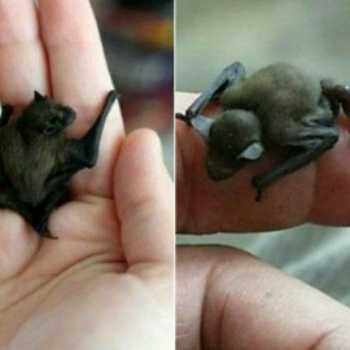 کوچک ترین پستاندار جهان