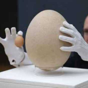 بزرگترین تخم پرنده در دنیا