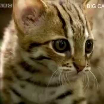 کوچکترین گربه جهان