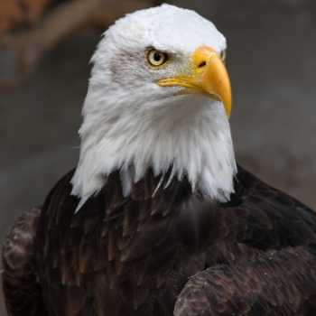 عقاب : قوی ترین پرنده شکارچی