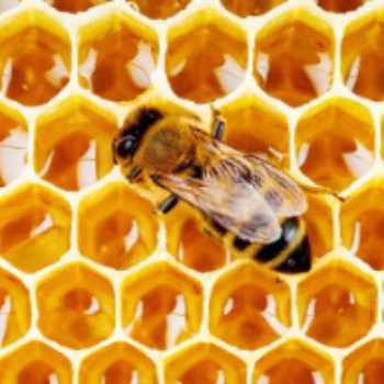 بررسی زنبور های عسل و نحوه زندگی آنان!!!