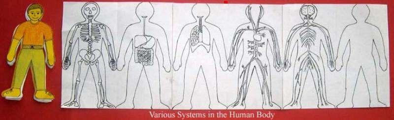 سیستم های متفاوت در بدن