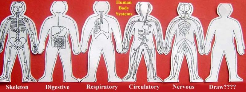 سیستم های متفاوت بدن
