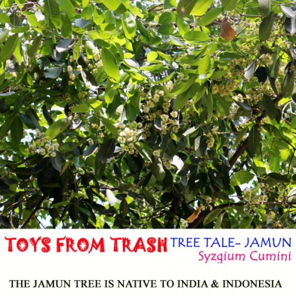 داستان درخت جامون با نام علمی سیزجی یوم کومی نی .