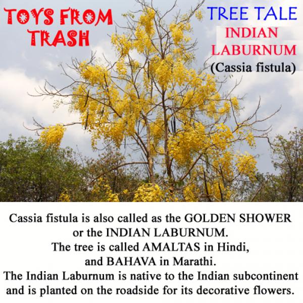 داستان درخت لابورنوم هندی (کاسیا فیستولا)