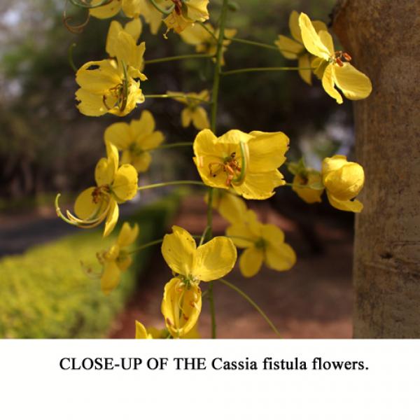 نمایی نزدیک از گل های درخت کاسیا فیستولا را مشاهده می کنید.