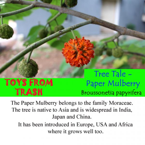 داستان درخت توت کاغذی به نام علمی برونوسونیتا پاپیریفریا