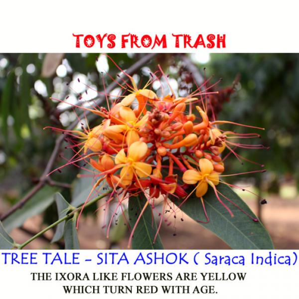 داستان درخت سیتا آشوک ( ساراکا ایندیکا)