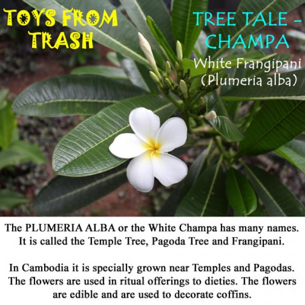 داستان درخت چامپا ، فرانجی پانی سفید (پلومریا آلبا)