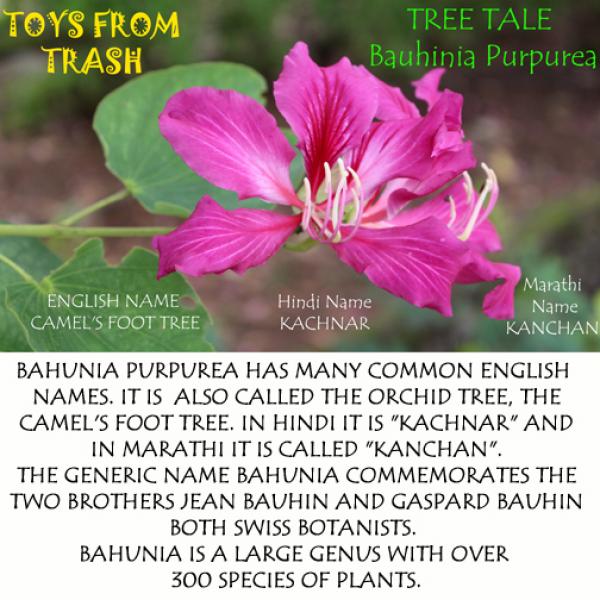 داستان درخت بوهینیا پورپوریا با نام انگلیسی غذای شتر و نام هندی کاچنار و نام ماراتی کانچان.