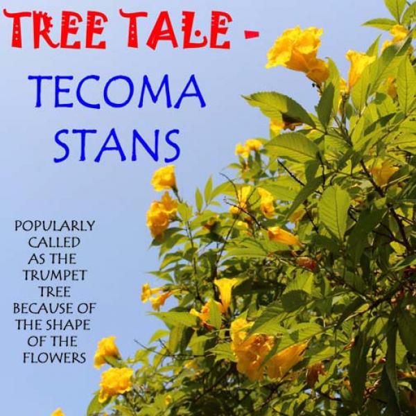 داستان درخت تکوما استنز