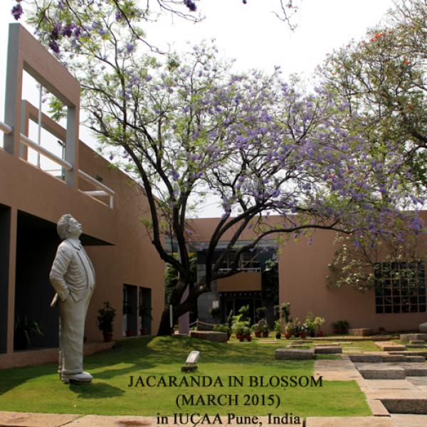شکوفه های درخت جاکاراندا (مارس ۲۰۱۵) در دانشگاه پون هند.